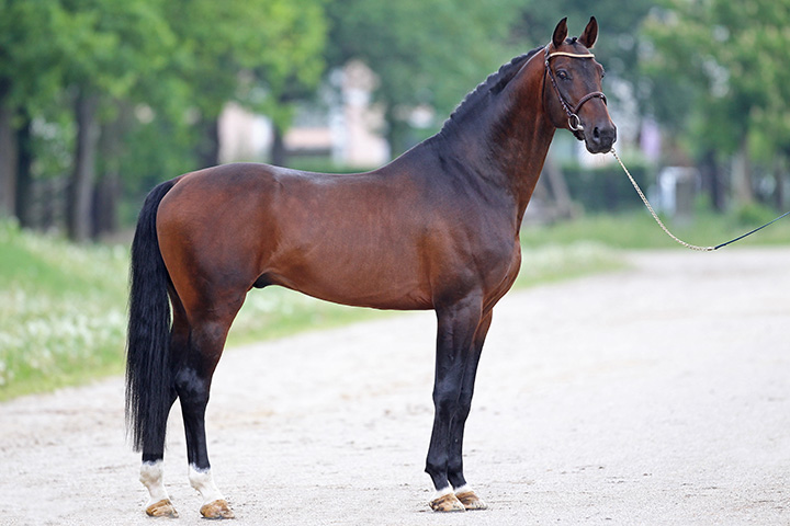 Stallions naturally have more comb fat (stallion neck) than mares or geldings.